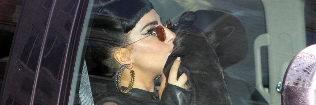 Lady Gaga besitzt mehrere französische Bulldoggen. Zwei wurden jetzt gestohlen. 