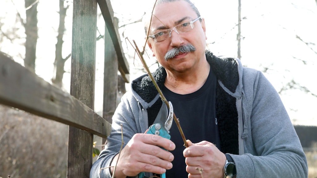 Schnipp! Marian (63) schneidet die Hecke.