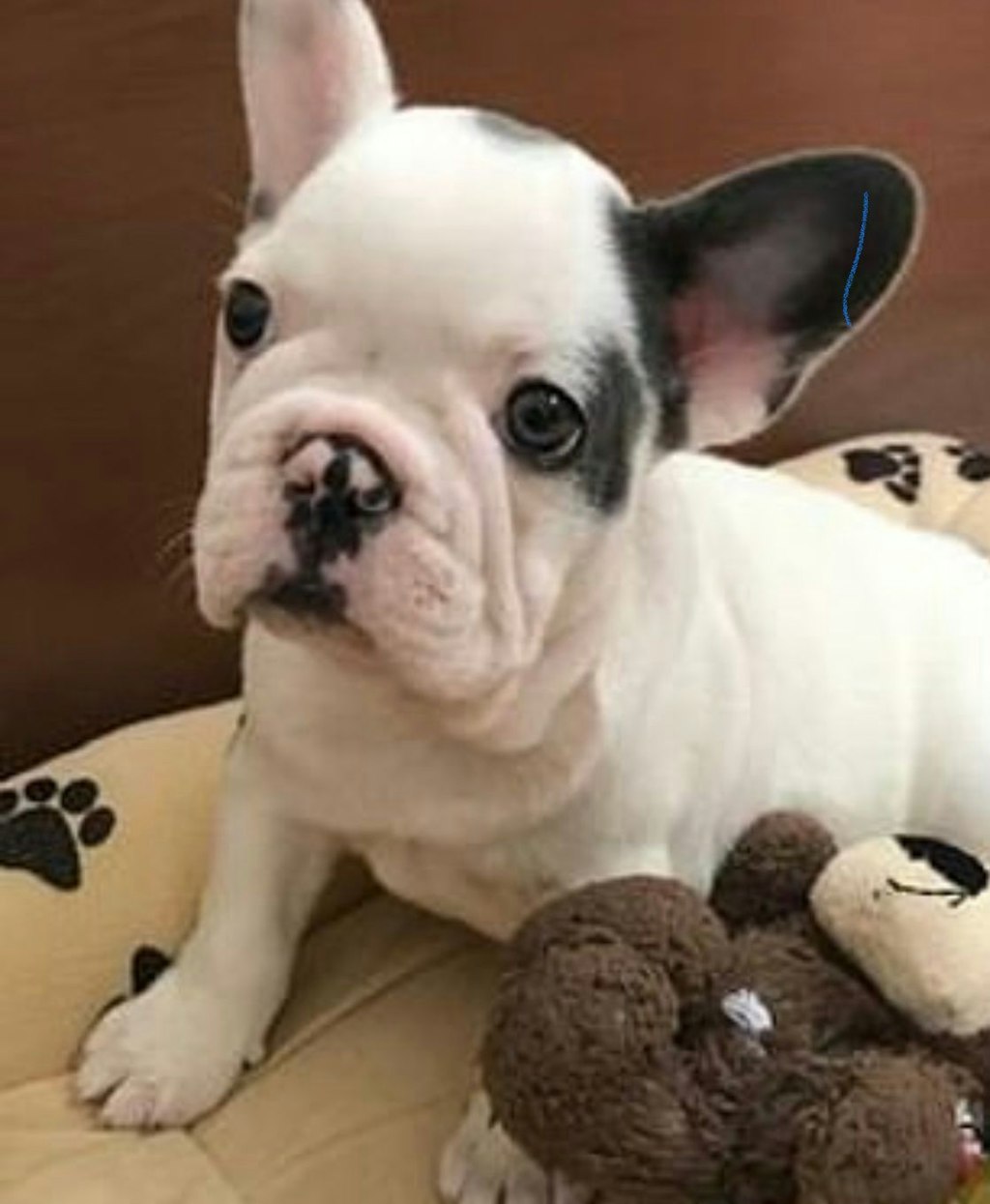 Gustav, eine Bulldogge von Lady Gaga. 