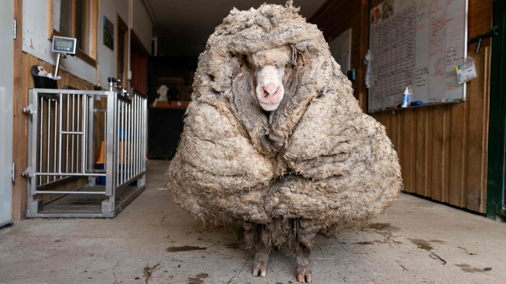 Baarack vor der Schur: Das Schaf schleppte 35 Kilo Wolle mit sich herum.