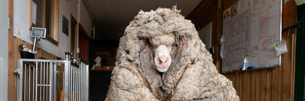 Das Schaf Baarack trug schwer an seinem dicken Wollmantel. 