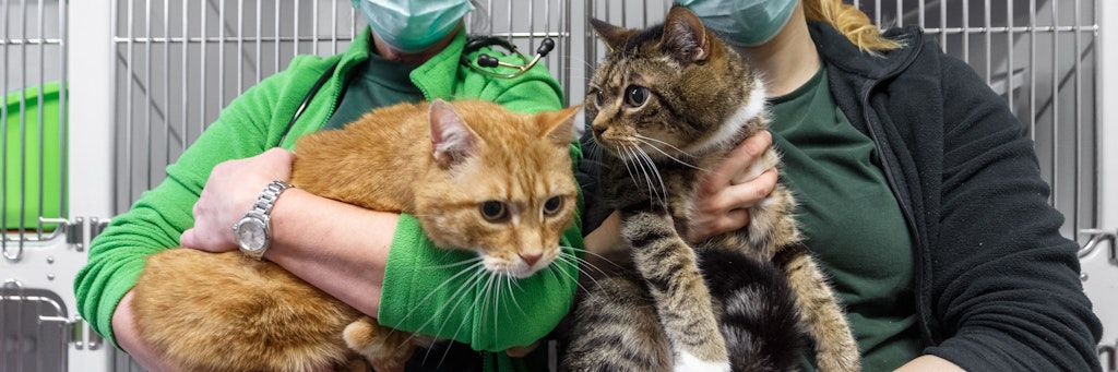 Die Katzen Lolek und Bolek suchen nun ein Zuhause. 