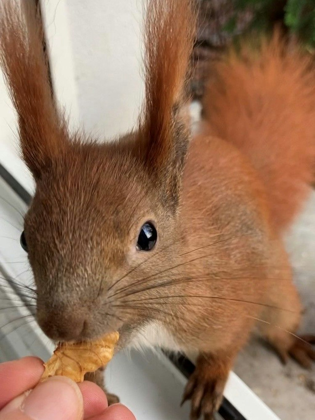 Inzwischen frisst ihr das Hörnchen schon aus der Hand.