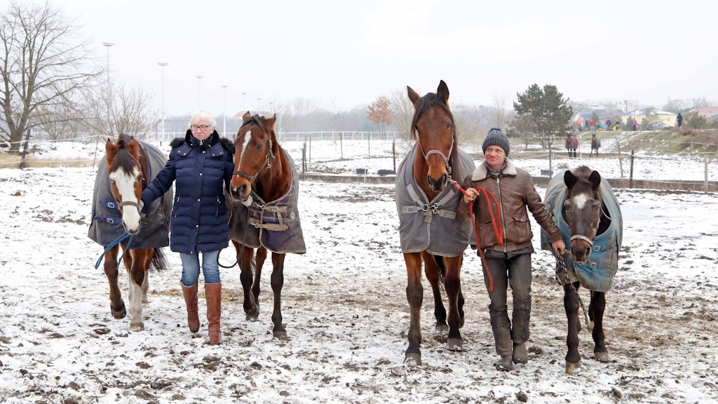 Karin Schmidt (59) holt Blue Eye und Robin T von der Koppel, Jens Sidow (46) hat Tigra HS. und Ace an der Führungsleine. Wie lange die Pferde hier noch bleiben können, steht in den Sternen.