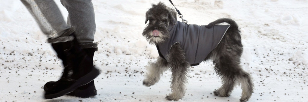 Eine Frau führt ihren Hund, der einen Wintermantel für Hunde trägt, durch den Schnee spazieren. 