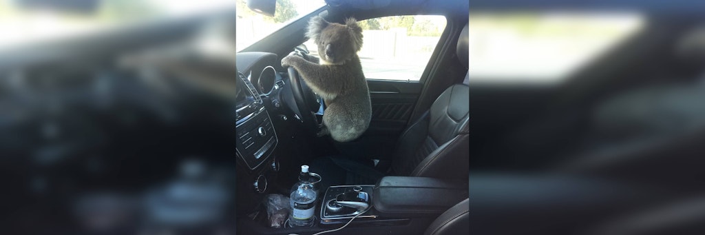 Nach dem Unfall auf der Autobahn setzte sich der Koala einfach selbst ans Steuer.