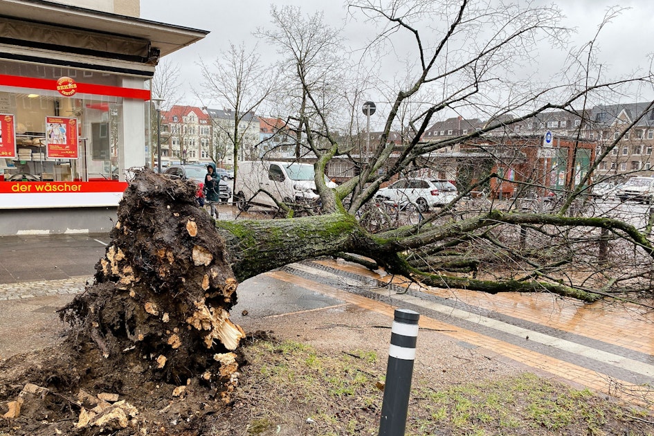 Mega-Orkan „Klaus“: Bäume entwurzelt, Bahnstrecken gesperrt – und das ...