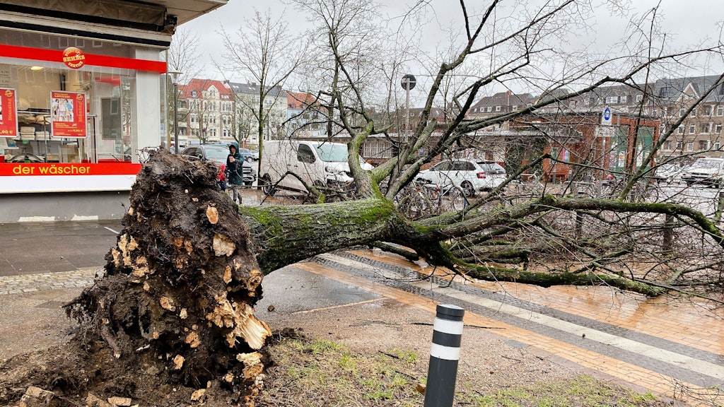 Ein umgestürzter Baum liegt im Kieler Stadtteil Blücherplatz entwurzelt am Straßenrand. 