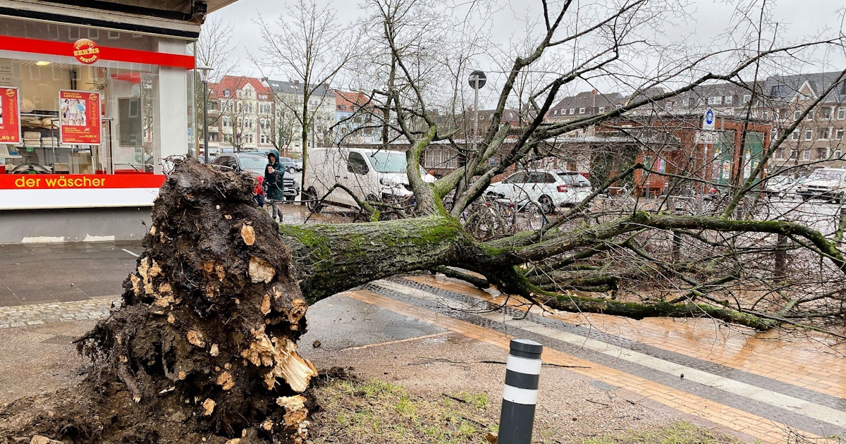 Mega-Orkan „Klaus“: Bäume entwurzelt, Bahnstrecken gesperrt – und das ...