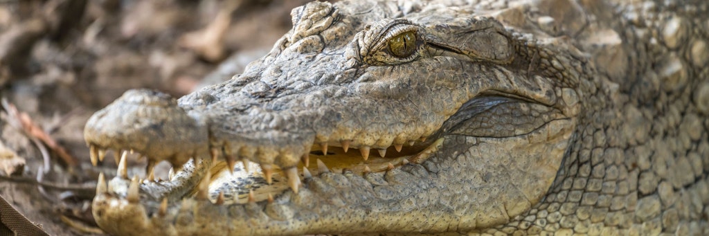 Eine Feuerwehr in Tschechien stieß bei Löscharbeiten auf ein Krokodil.