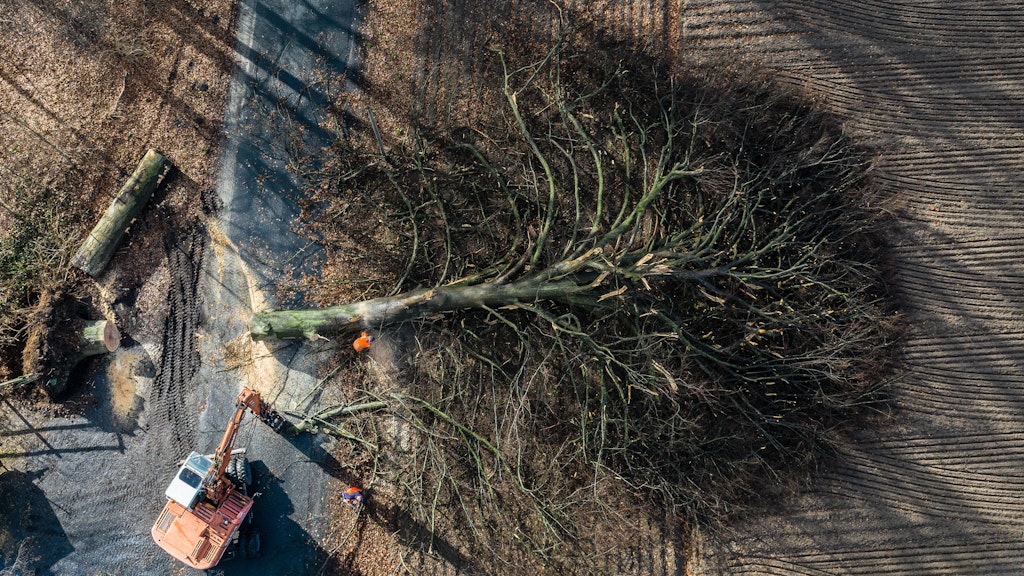 Warendorf (NRW): Ein vom Sturm umgewehter Baum liegt auf der Straße.