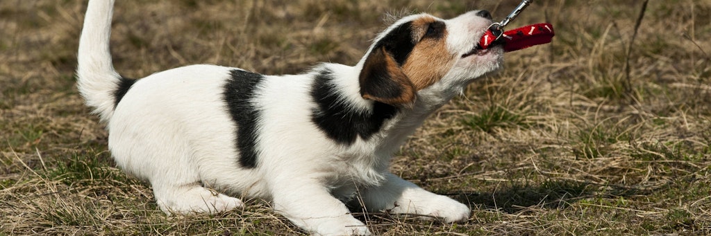 Ein Jack-Russell-Terrier bei einem Spaziergang. 