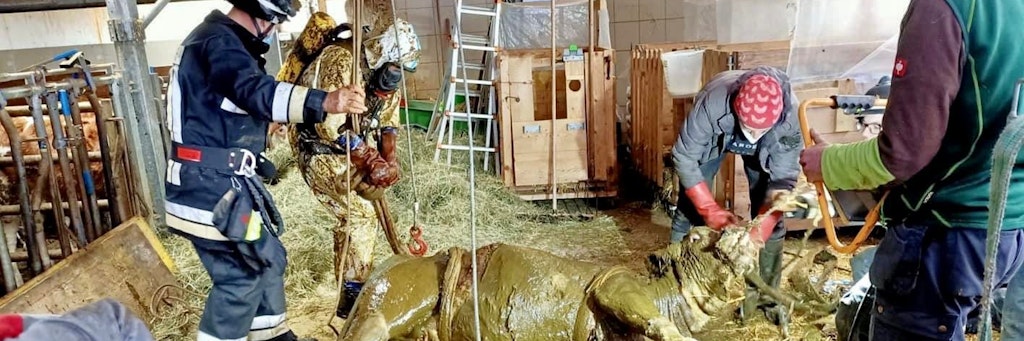 Das Kalb nach seiner Rettung. Es war in Südtirol in eine Güllegrube gefallen – für die Feuerwehr ein etwas unappetitlicher Einsatz. 
