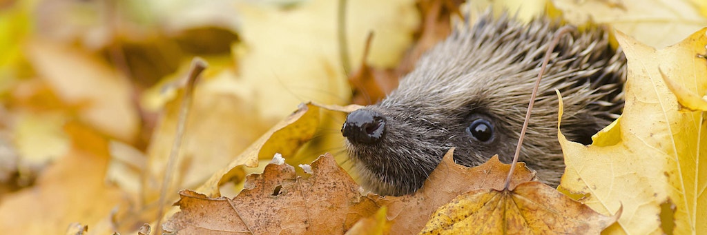 Ein kleiner Igel im Laub.