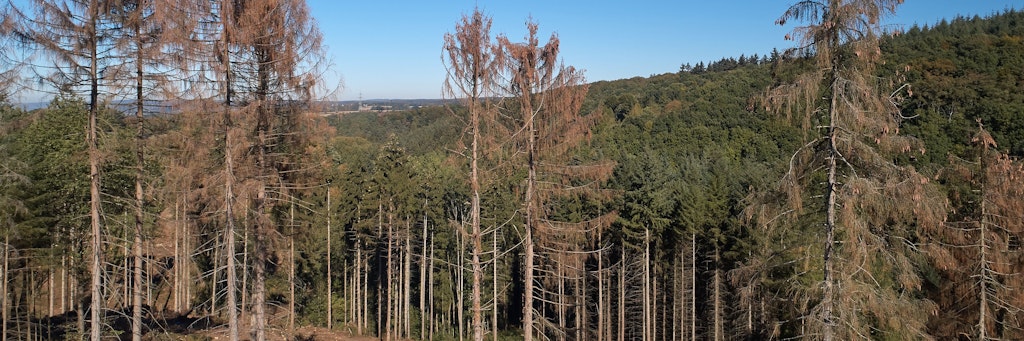 Die Luftaufnahme mit einer Drohne zeigt durch die extrem lange Trockenheit geschädigte Fichten.