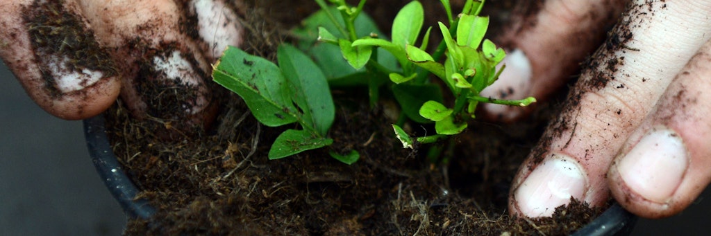 Gewusst wie: Etwas Fingerspitzengefühl kann beim Umtopfen von Jungpflanzen in frische Erde helfen. 