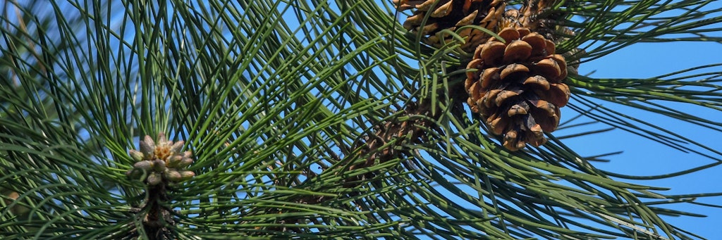 Ein Nachbarschaftsstreit um einen nadelnden Baum beschäftigt am den Bundesgerichtshof (Symbolbild).