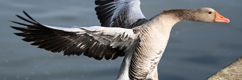 Wasservögel wie Graugänse oder Enten sind besonders gefährdet, sich mit dem Vogelgrippe-Virus zu infizieren. 