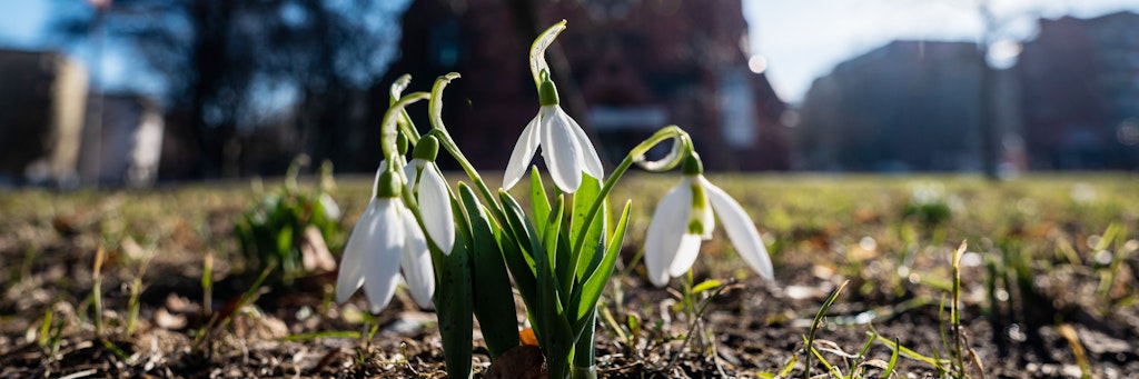 Die Berliner müssen noch etwas auf den Frühling warten. 