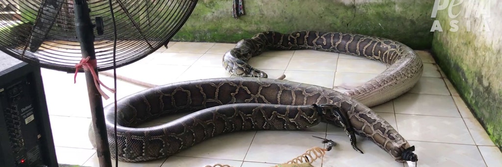 Grausame Prozedur: Das von der Tierschutzorganisation Peta zur Verfügung gestellte Foto zeigt aufgeblasene Schlangen auf einer Reptilienfarm.