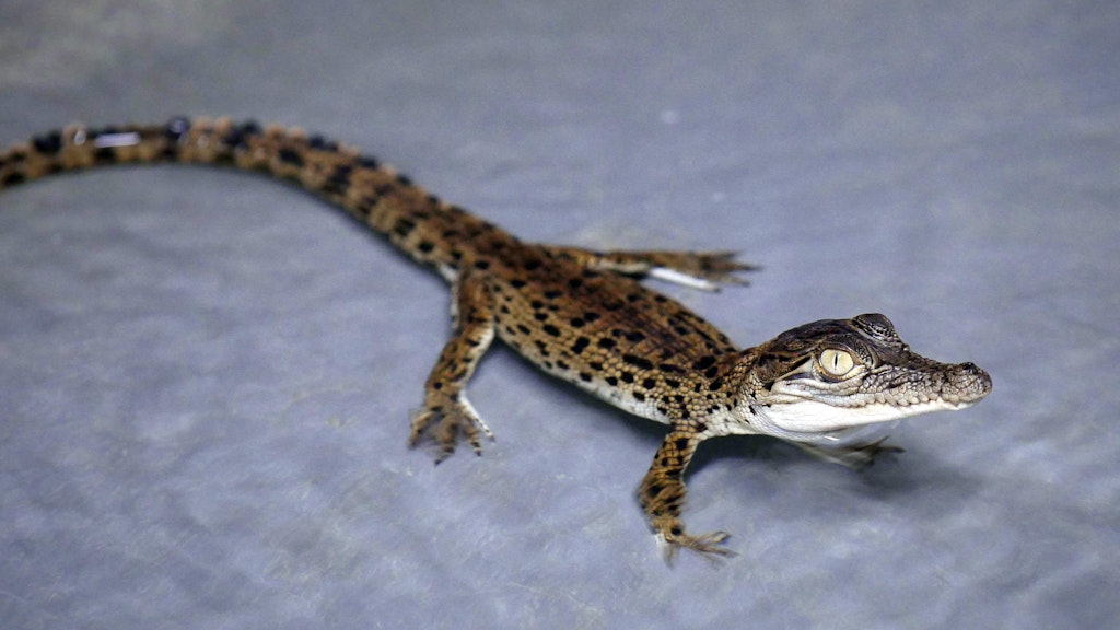 Ein Babykrokodil in der Coolibah-Krokodilfarm.