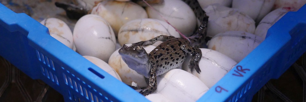Ein frisch geschlüpftes Krokodil auf einer Farm.