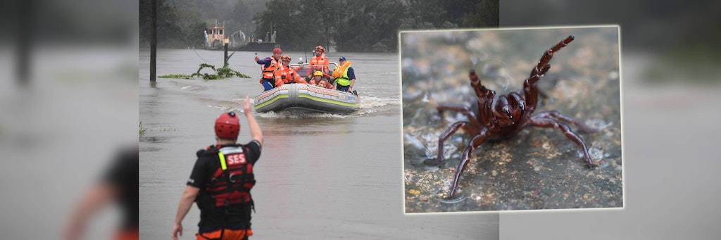 Das Hochwasser treibt Trichternetzspinnen aus ihren Lebensräumen.