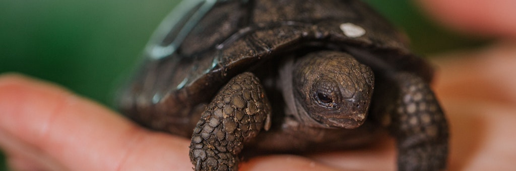 Eine der Baby-Schildkröten, die am Flughafen der Galapagos-Inseln gefunden wurde. 