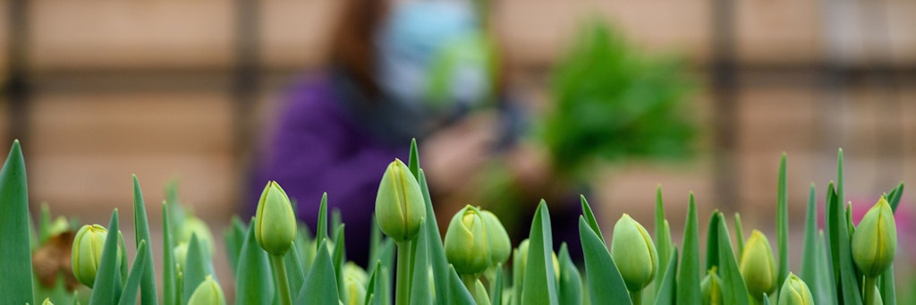Am Montag dürfen die Tulpen bitte ihre Blüten öffnen. 