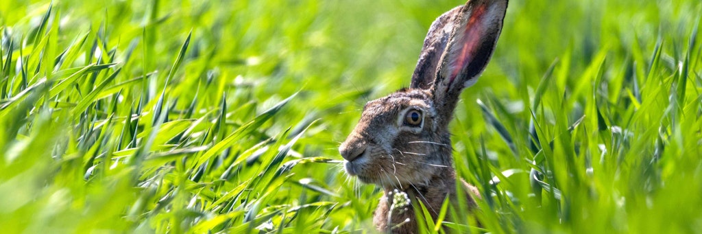Ein brauner Hase im Gras (Symbolfoto).