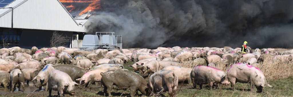 Das verheerende Feuer brach in einem großen Schweinezuchtbetrieb in Alt Tellin im Landkreis Vorpommern-Greifswald aus. 