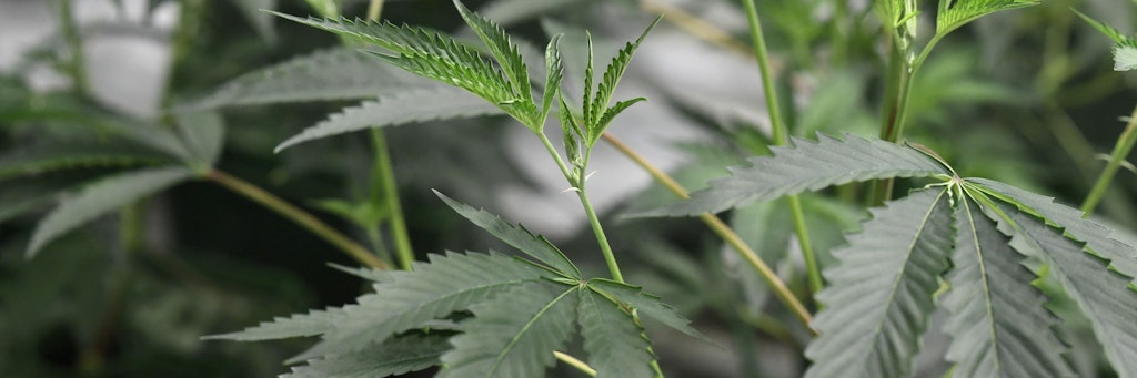Eine Cannabis-Pflanze (Symbolfoto).