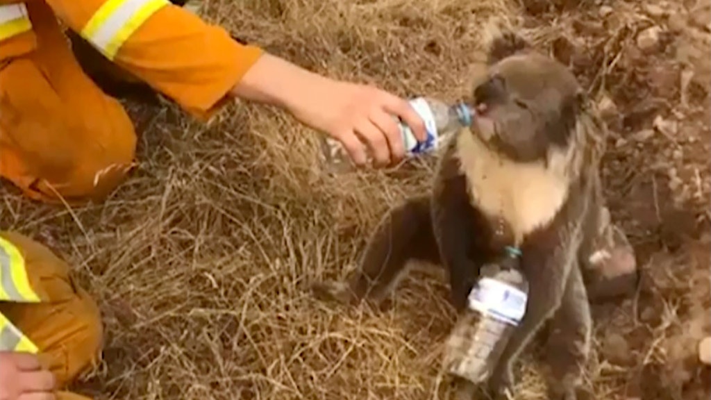 Koalas sind durch viele Umwelteinflüsse wie Brände (hier im Dezember 2019) und den Klimawandel ohnehin gefährdet. Häufige Krebserkrankungen verstärken den Effekt.