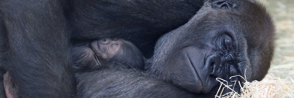Gorilla-Mama Bibi kümmert sich fürsorglich um ihren Nachwuchs.