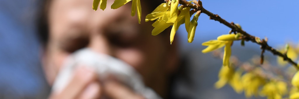 Die Pollen fliegen wieder, aber Corona-Masken können Symptome mildern.