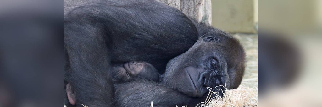 Der Zoo Berlin veröffentlichte ein Video des kleinen Menschenaffen beim Kuscheln mit seiner mächtigen Mama, der 24-jährigen Gorilladame Bibi.