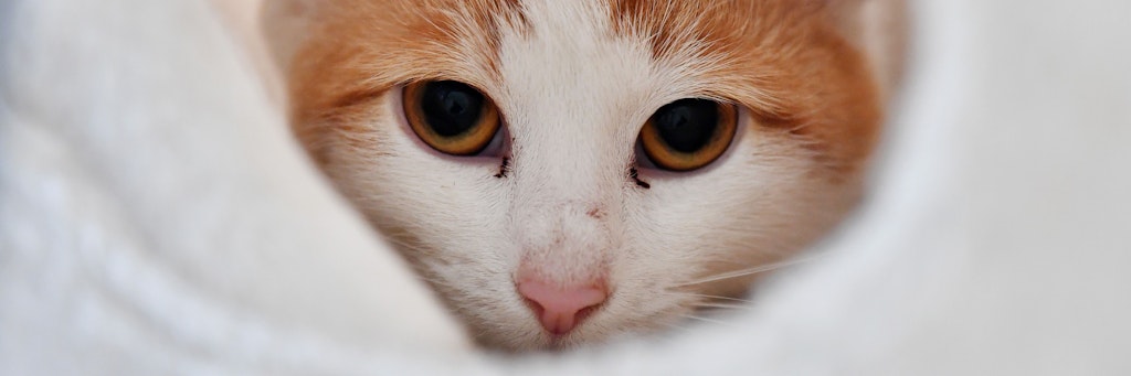 Eine Katze. (Symbolbild)