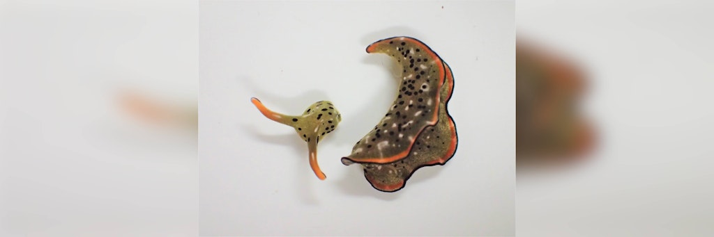 Die Schnecke hat ihren Kopf abgetrennt. Der Körper liegt daneben.