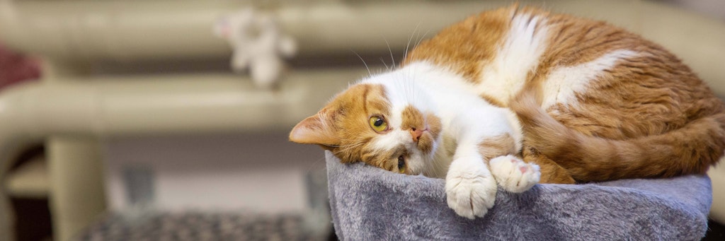 Das Zeckenmedikament kann für Katzen gefährlich werden.
