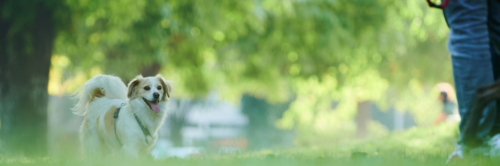 Eine Hundebesitzer führt seinen Hund im Park Gassi.