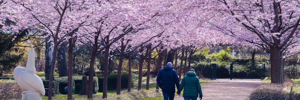 Blühende Kirschbäume kündigen den Frühling an. 