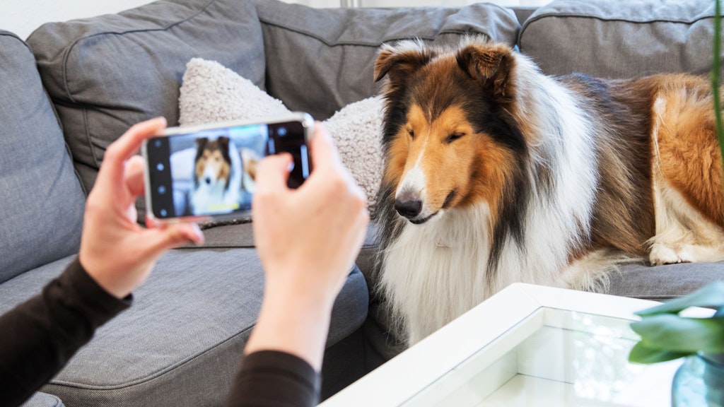 Wer seinen Hund perfekt in Szene setzen will, sollte auf den Hintergrund achten und das Gesicht des Tieres möglichst ausleuchten. 