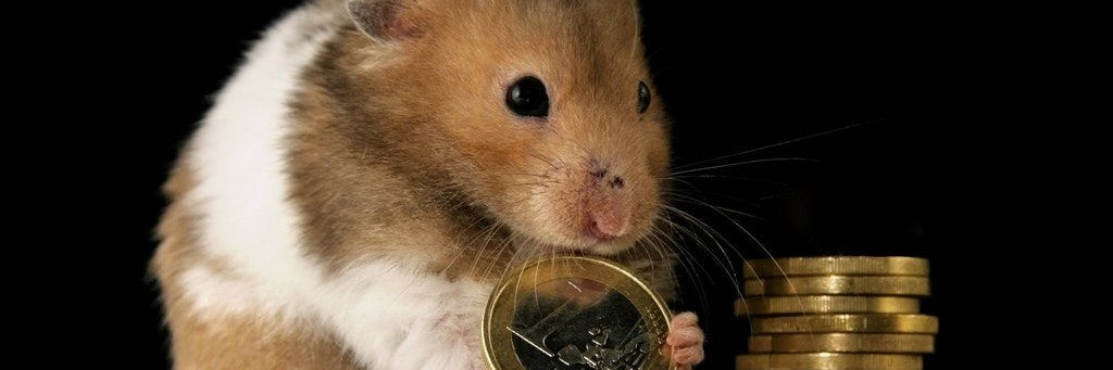 Ein Hamster kostet in seinem ganzen Leben rund 500 Euro.