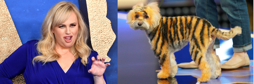Hollywoodstar Rebel Wilson und einer der Hunde aus der Show „Pooch Perfect“.
