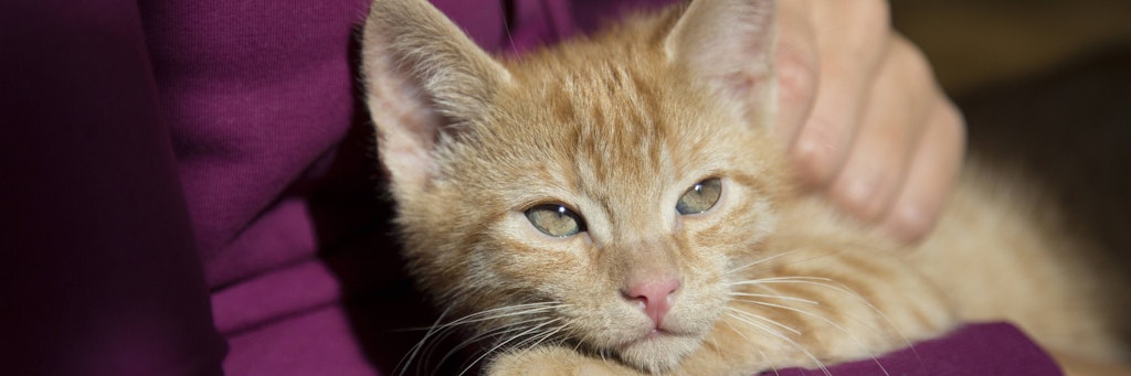 Katzen sind intelligente Tiere. Sie können offenbar sogar in Mordfällen hilfreich sein (Symbolbild).
