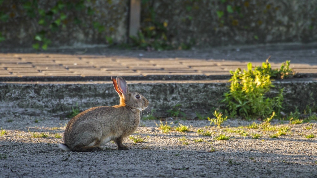Wildkaninchen sind vor allem in den Parks im Westen Berlins zu finden.