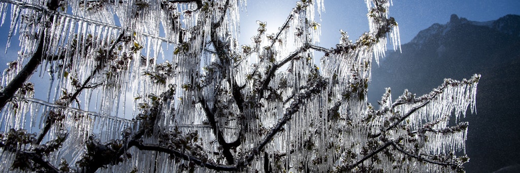 Wasser wird in einer Aprikosenplantage versprüht, um blühende Knospen und Blüten vor dem Frost zu schützen.