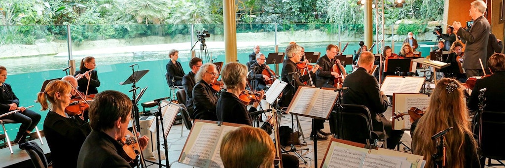 Schon einmal zur Probe: Hansjörg Schellenberger dirigiert die Berliner Symphoniker im Flusspferdhaus des Berliner Zoos.