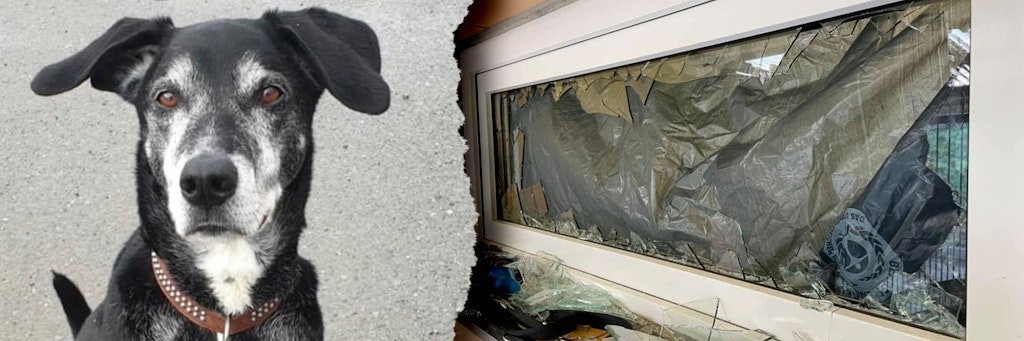 Hund Rocky wurde aus dem Tierheim im sächsischen Plauen gestohlen. Der Dieb schlug unter anderem dieses Fenster ein.