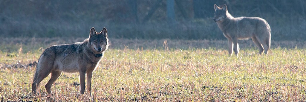 Der verhaltensauffällige Wolf Kurti (l.) sorgte im Jahr 2016 für Aufregung.
